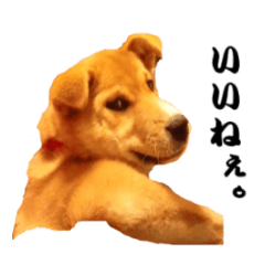 Lineスタンプ かわいい雑種犬 茶々 のご挨拶1 16種類 1円