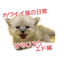 Lineスタンプ カワイイ猫の日常 そらじろうエド編 16種類 1円